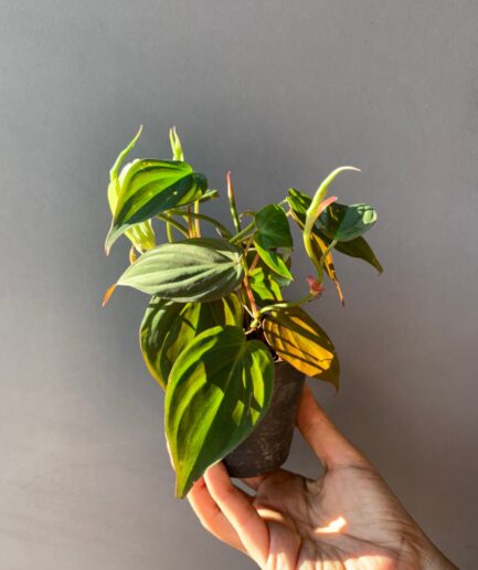 Philodendron melanochrysum Linden & André