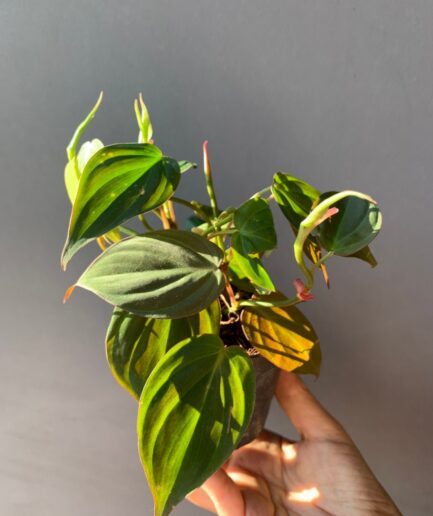 Philodendron melanochrysum Linden & André