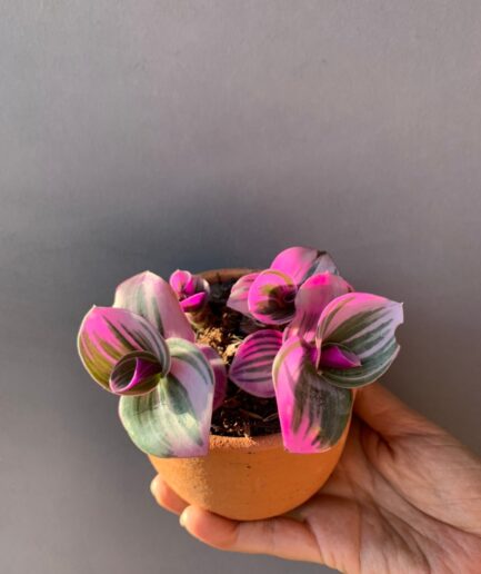 Tradescantia zebrina Bosse - 02