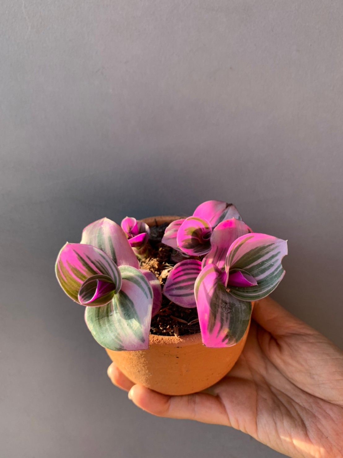 Tradescantia zebrina Bosse - 02 Tradescantia zebrina Bosse - 02