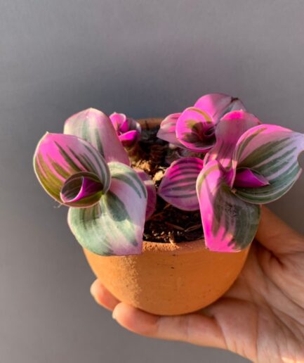 Tradescantia zebrina Bosse