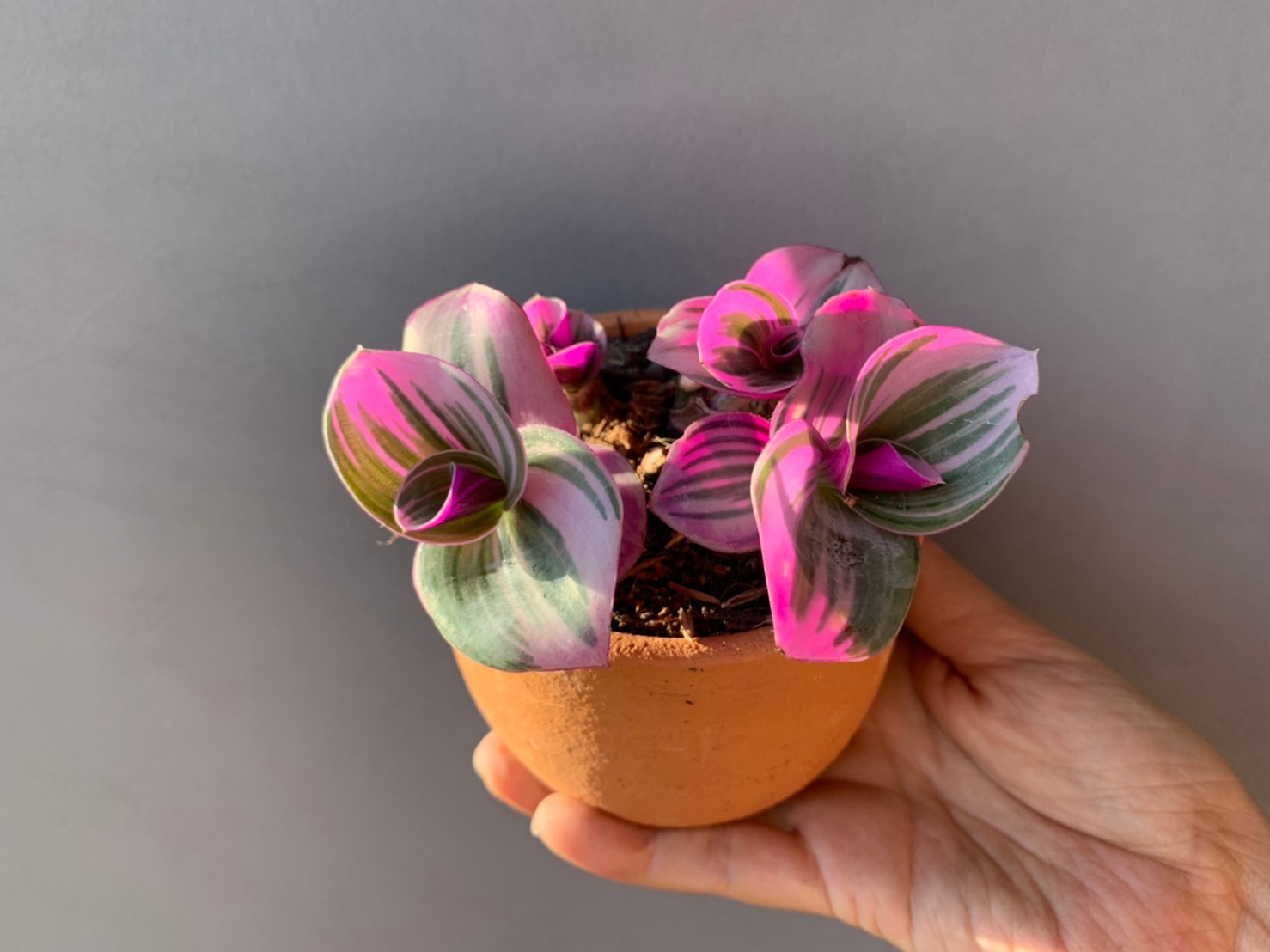 Tradescantia zebrina Bosse Tradescantia zebrina Bosse