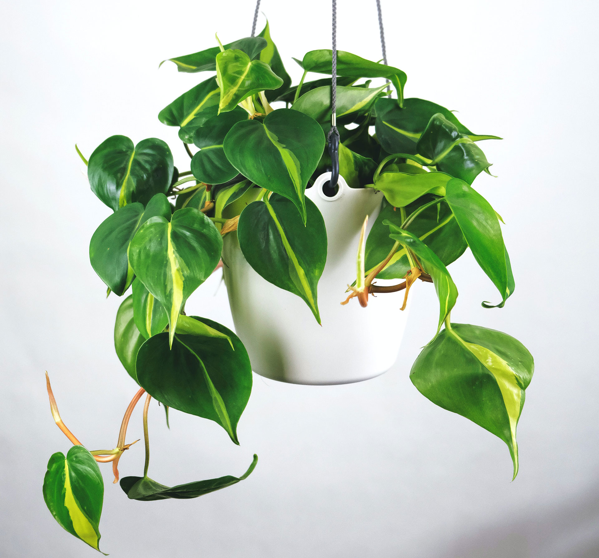 Philodendron Brasil