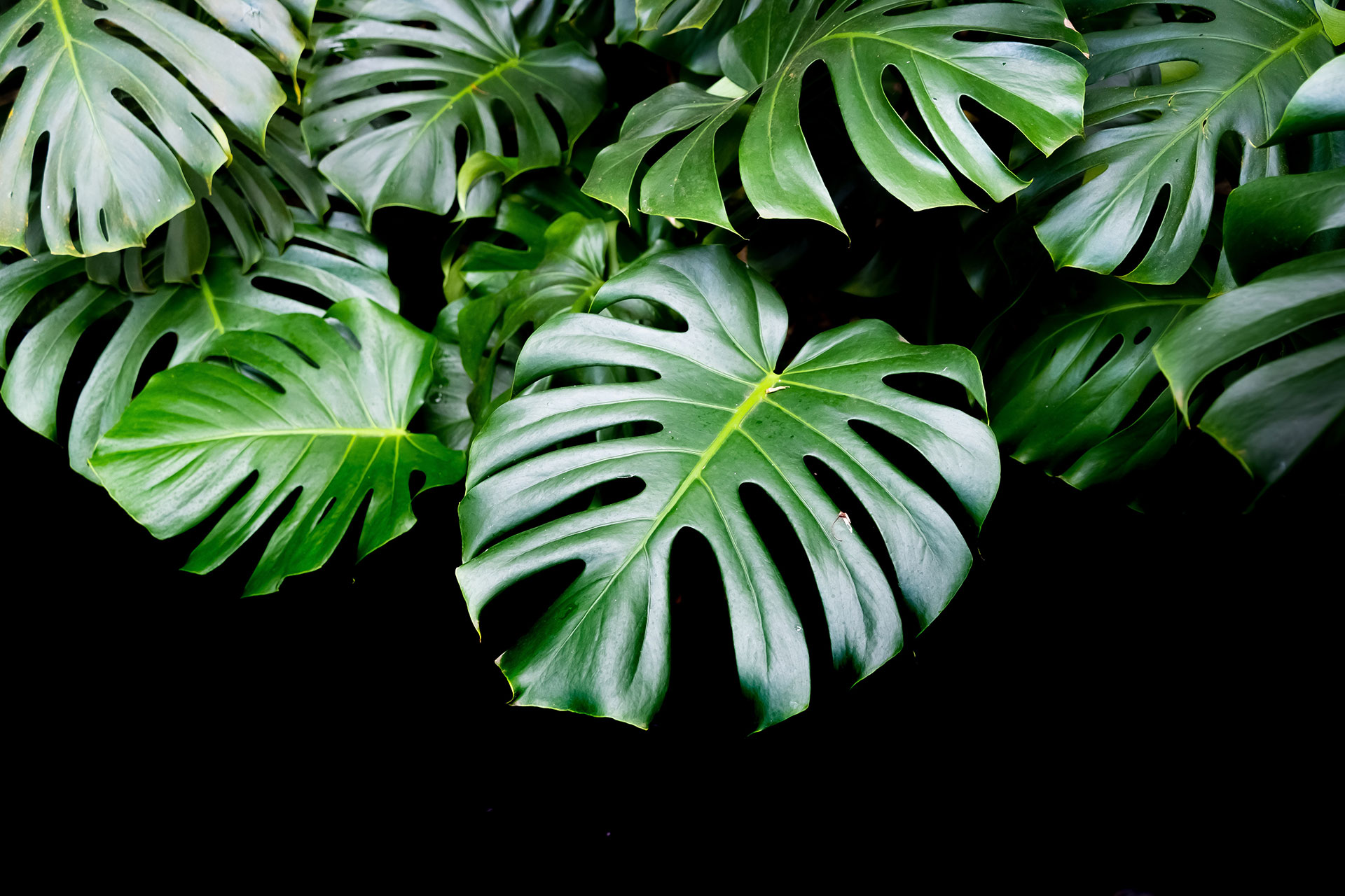 Route Plants - Monstera