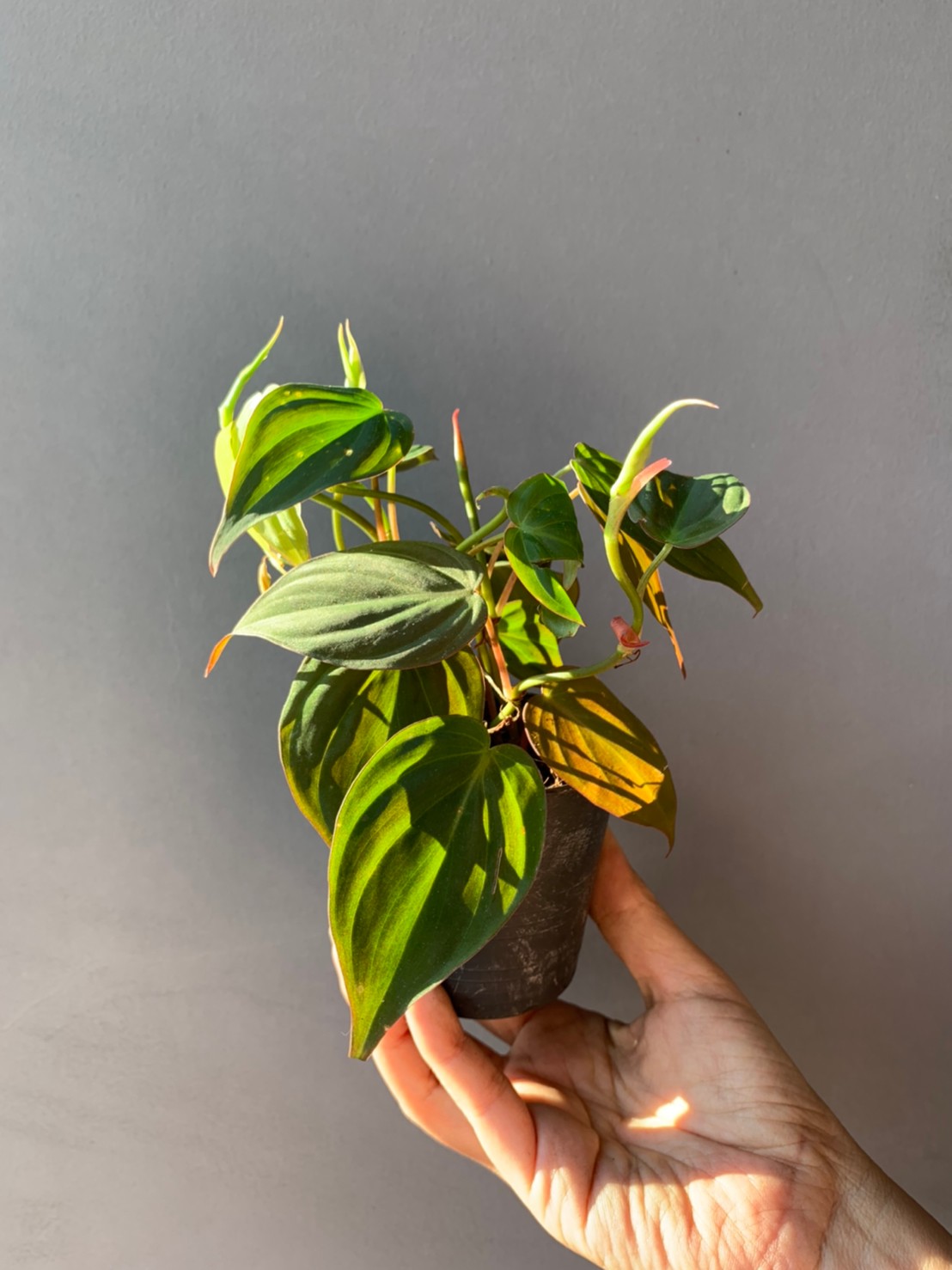 Philodendron melanochrysum Linden & André