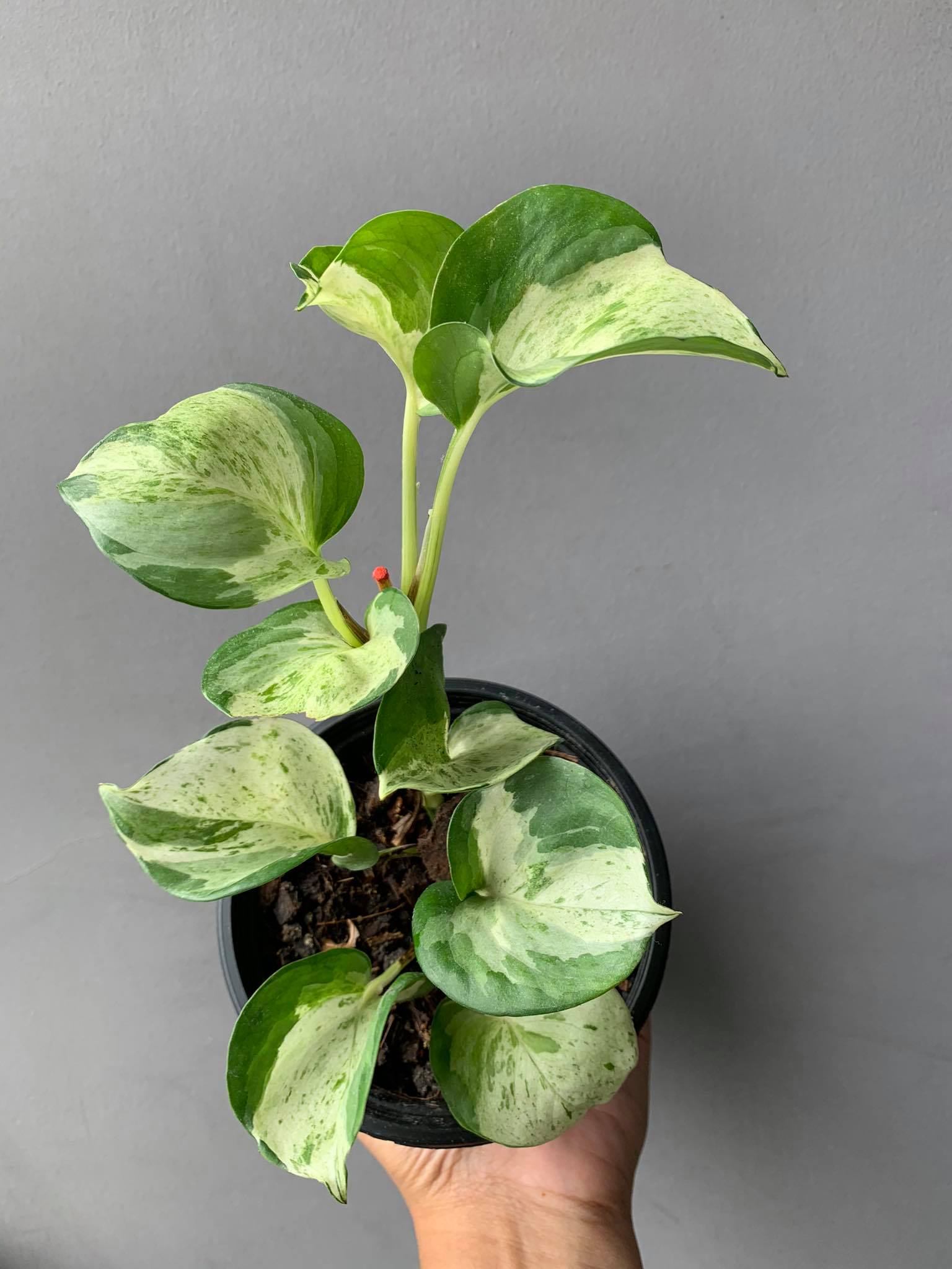 200934927_826567891311213_246158398615771839_n