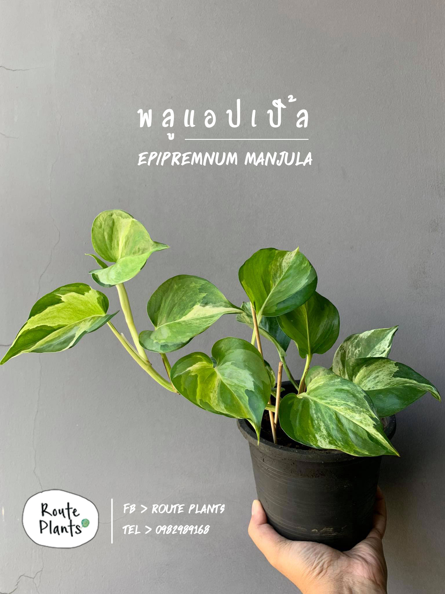 epipremnum-manjula-routeplants-01-19062021