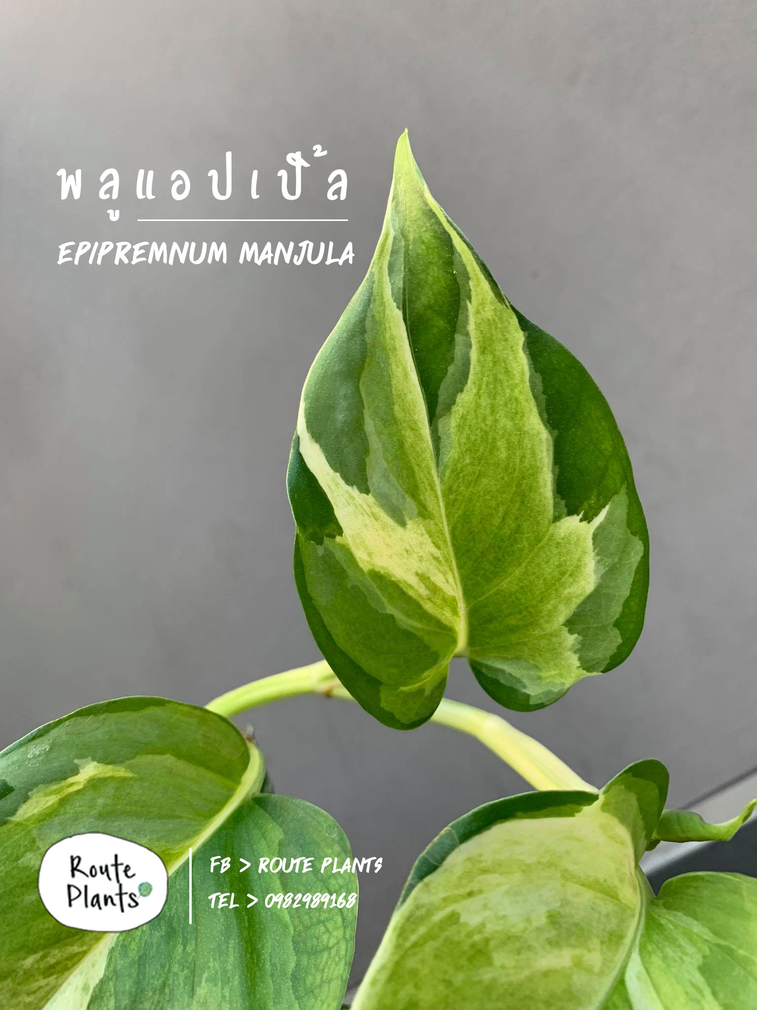 epipremnum-manjula-routeplants-02-19062021