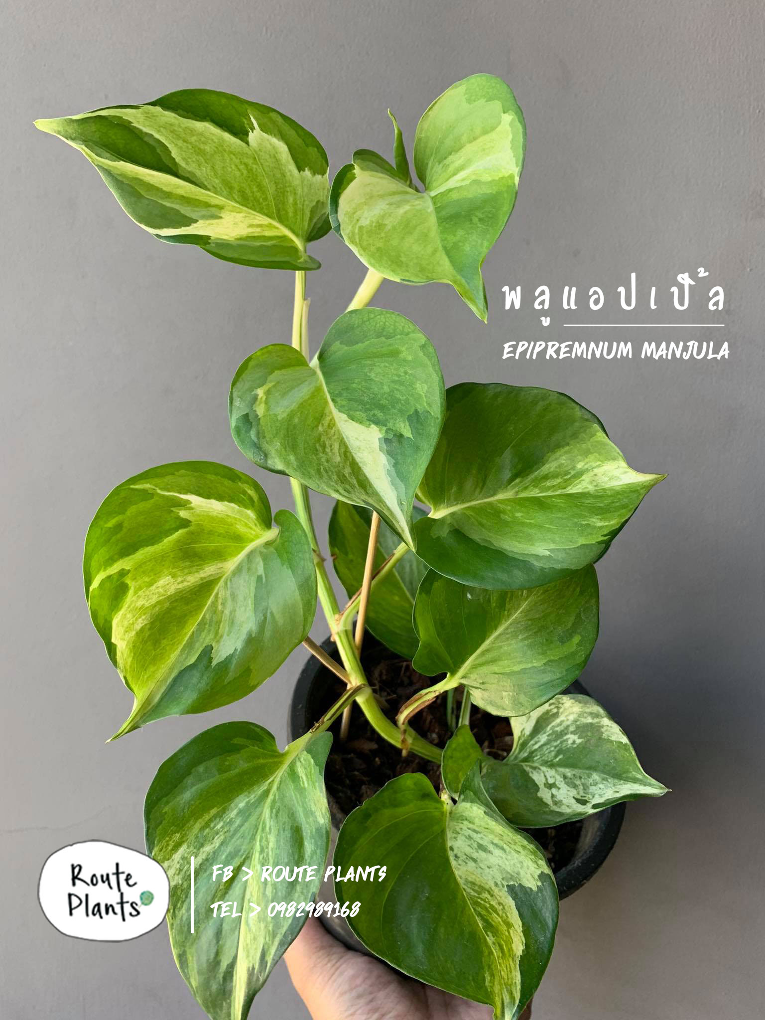 epipremnum-manjula-routeplants-03-19062021