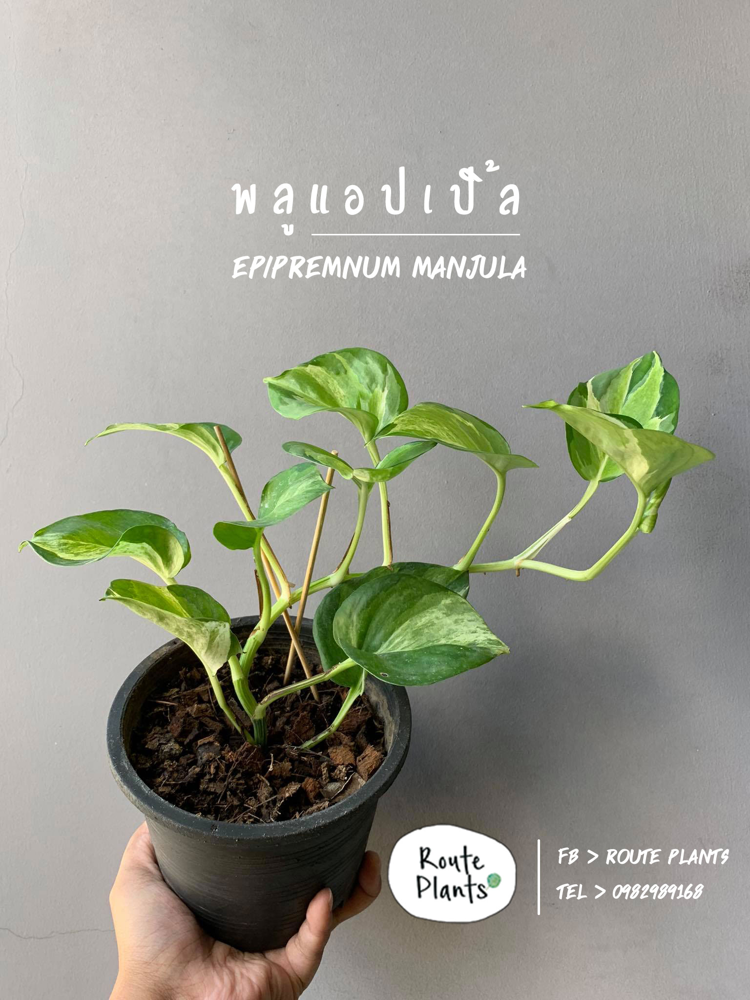 epipremnum-manjula-routeplants-04-19062021